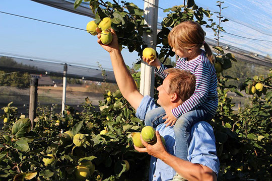 Bauer und Tochter beim Apfelpflücken