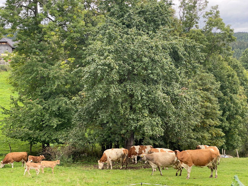 Kühe vom Froihof